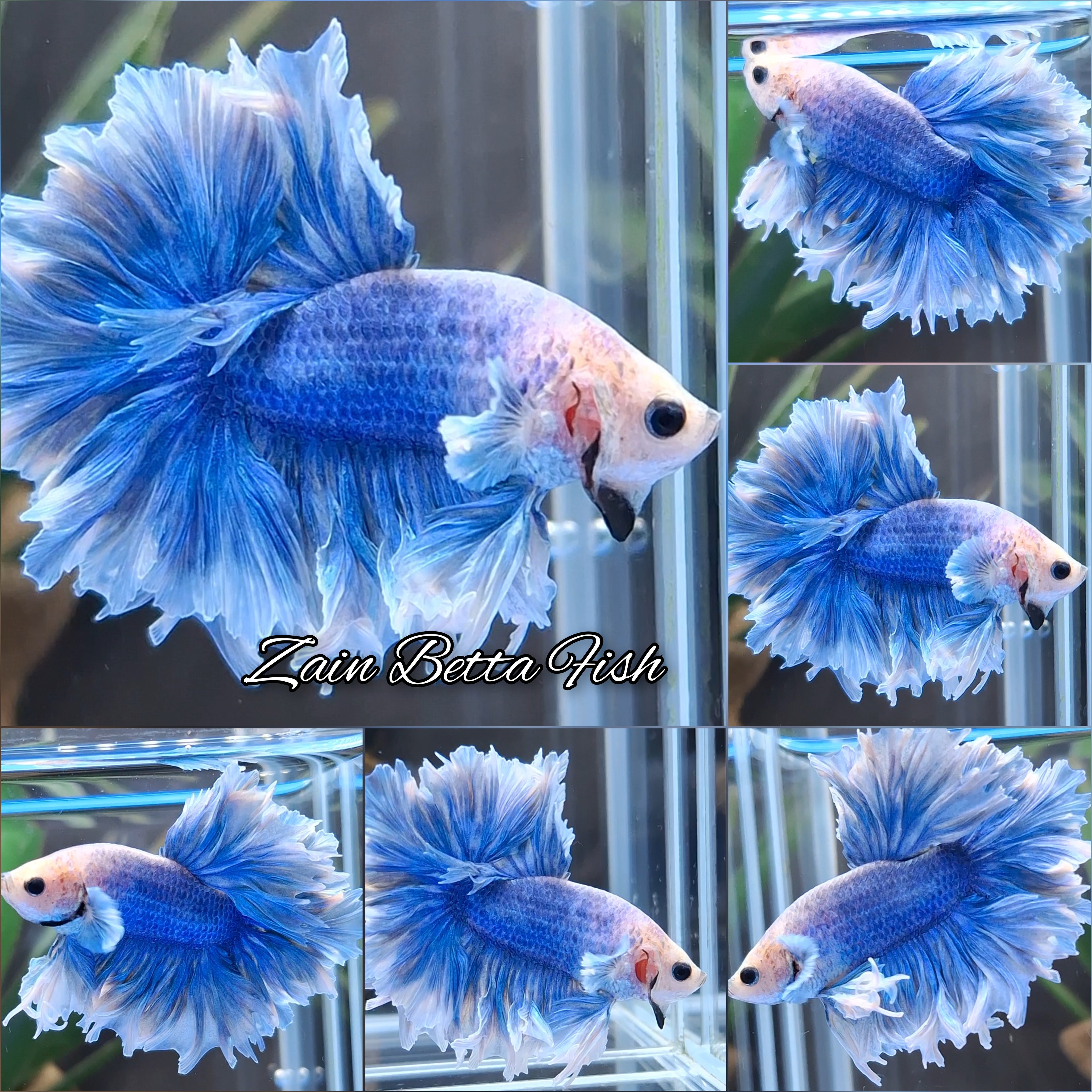 King Feathertail Big Ear Blue Sky Butterfly Rare Betta Fish Male
