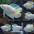 Junior Gold Double Tail Plakat DTPK HMPK Betta Fish Male