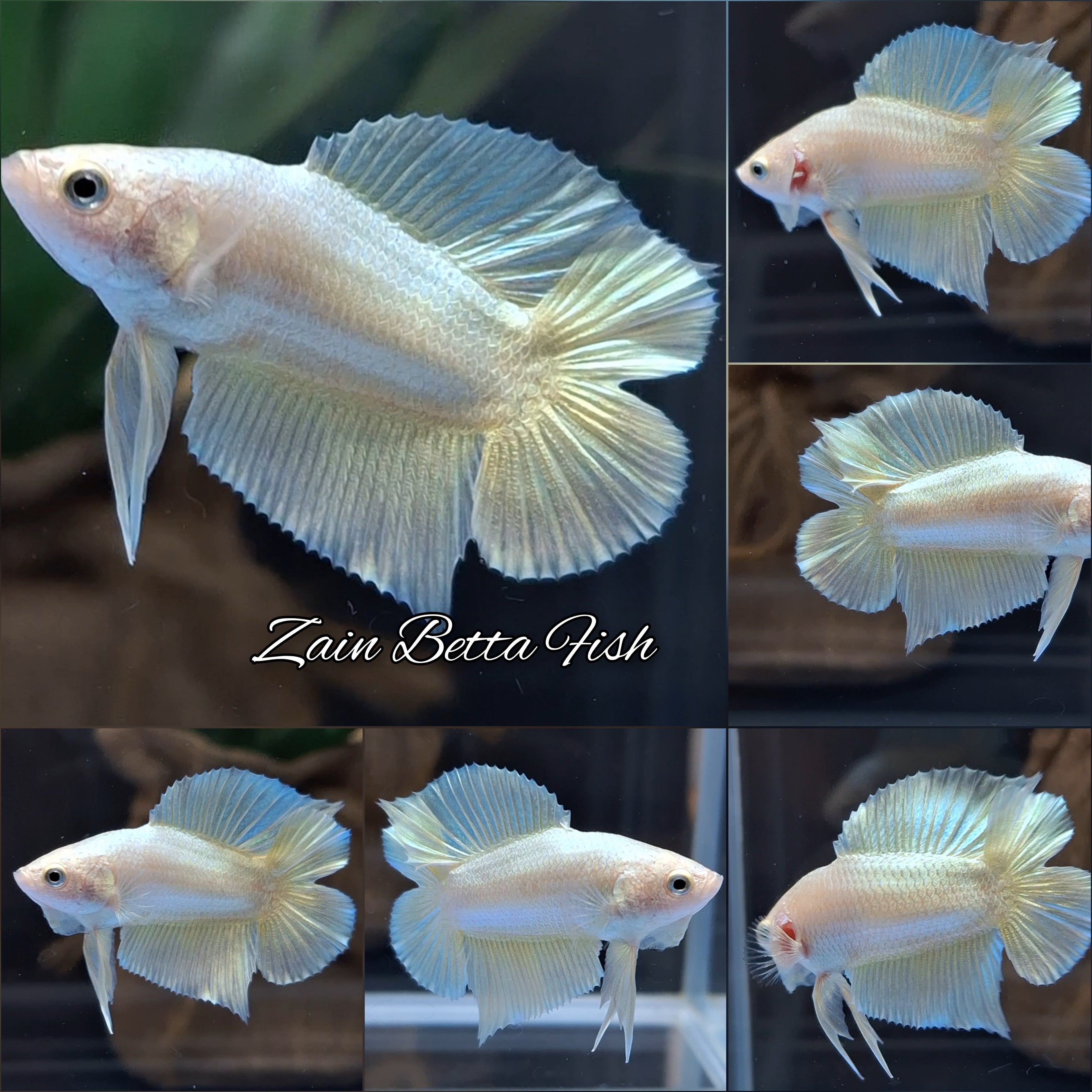 Junior Gold Double Tail Plakat DTPK HMPK Betta Fish Male