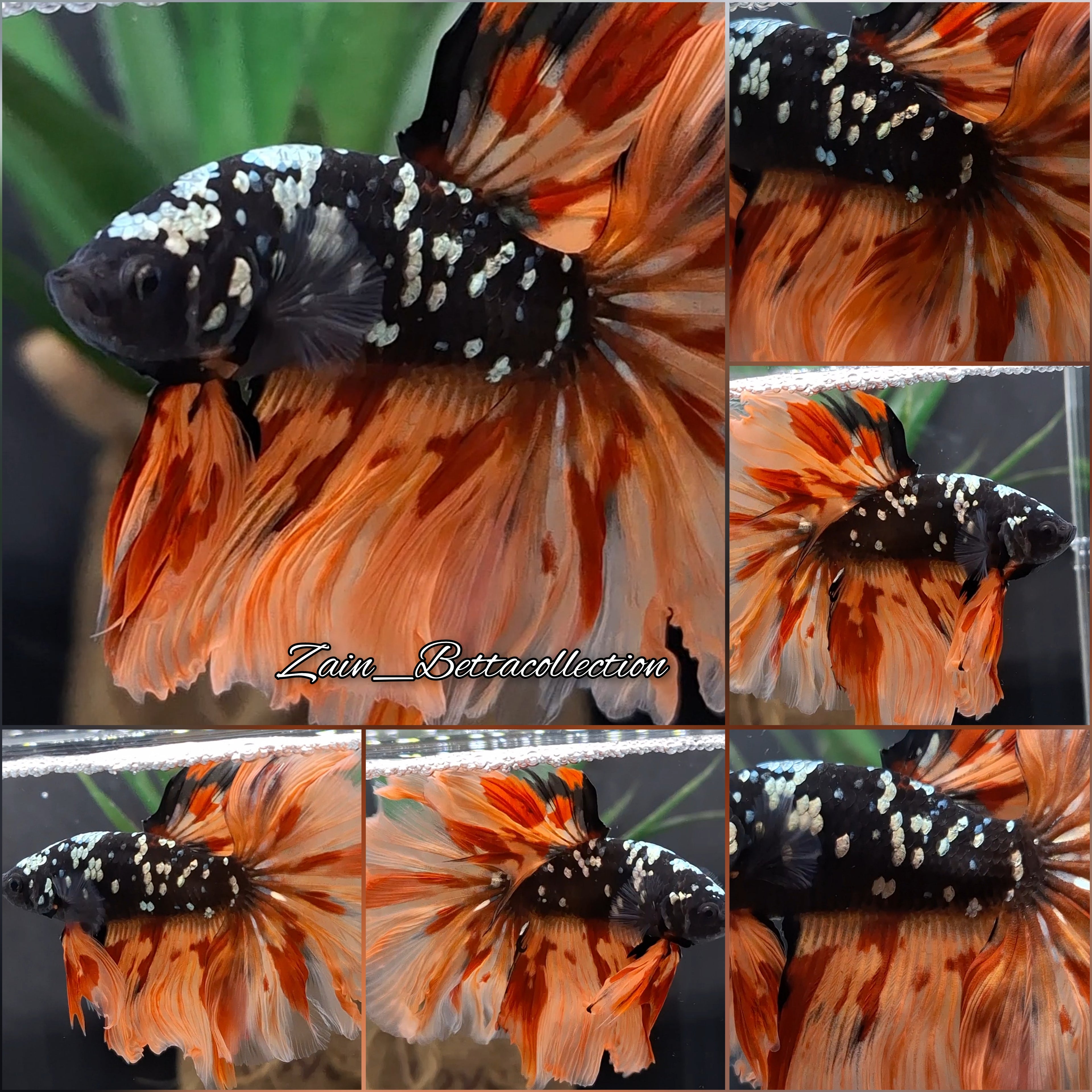 Over Halfmoon Avatar Copper Gold Nemo Fire Color Betta Fish Male