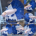 Halfmoon Blue Rim Betta Fish Male