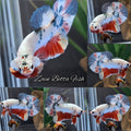 Candy Koi Copper HMPK Betta Fish Male
