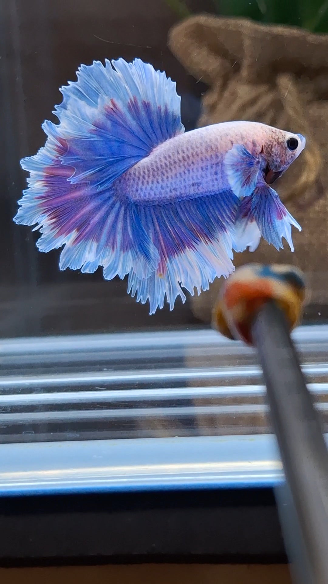 Feathertail Grizzle Aurora Purple Butterfly Betta Fish Male