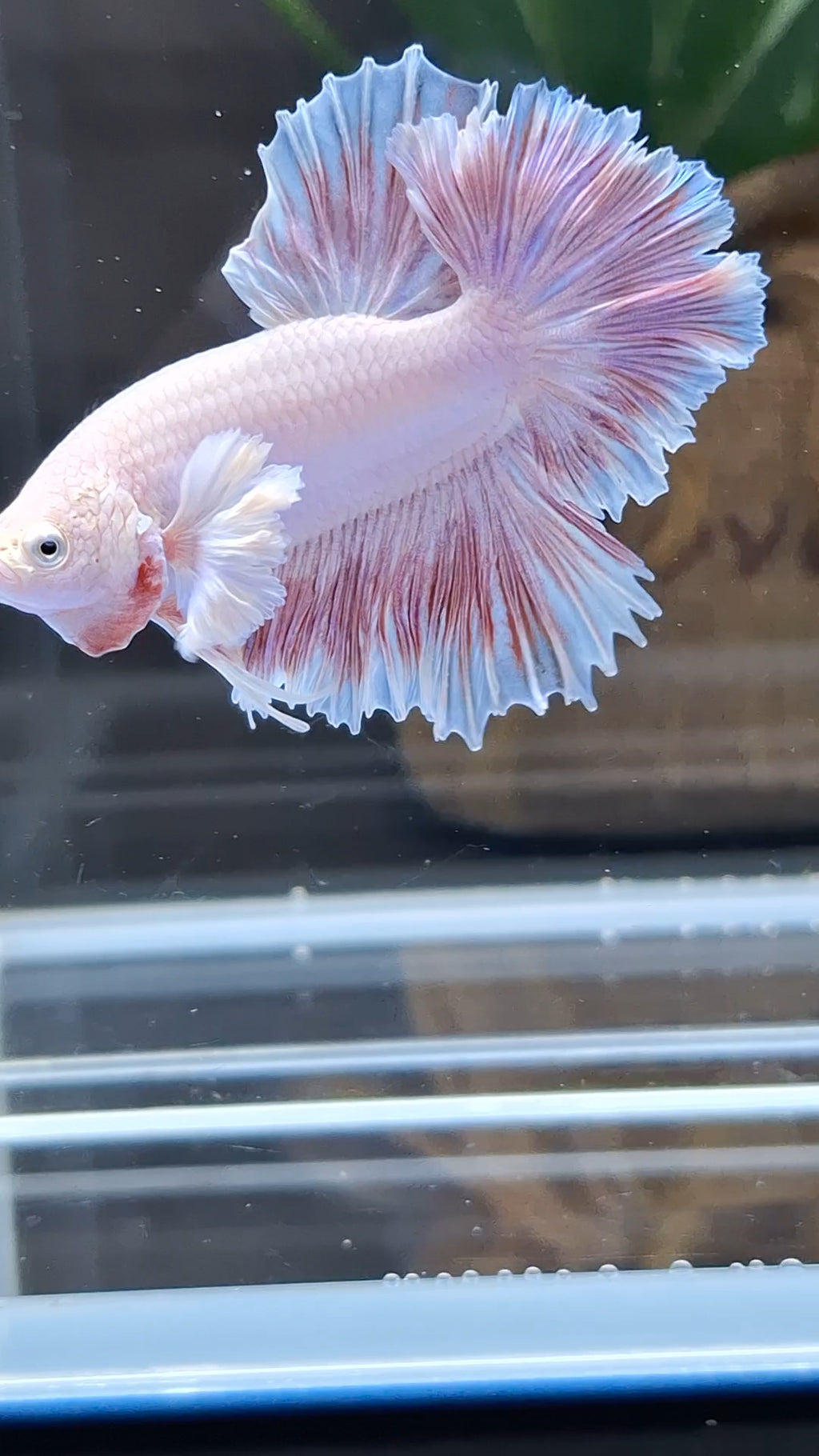 King Feathertail Dumbo Ear Pink Butterfly Betta Fish Male
