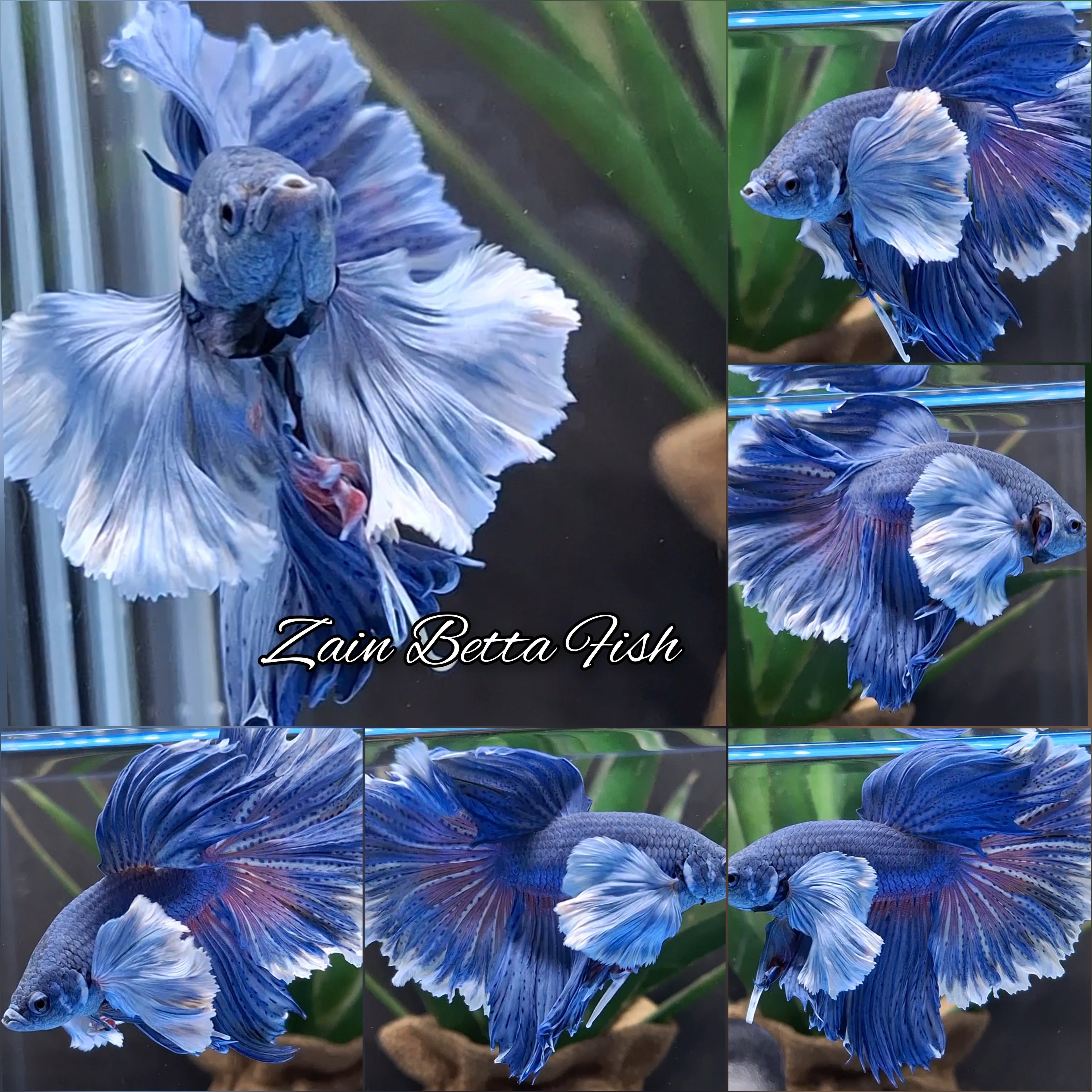 Halfmoon Rosetail Super Dumbo Ear Blue Betta Fish Male