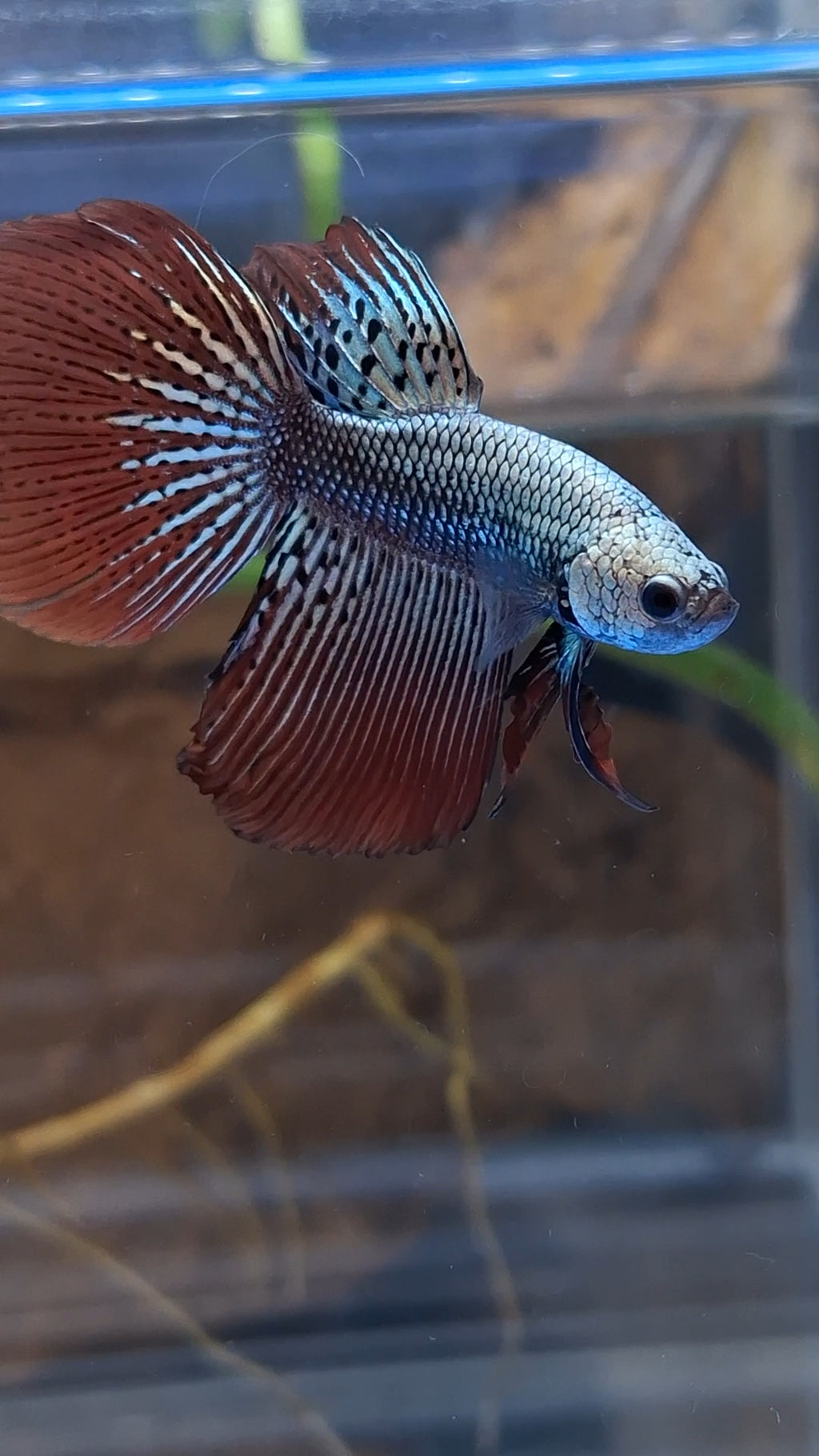 Halfmoon Rare Alien Copper Wild Betta Fish Male