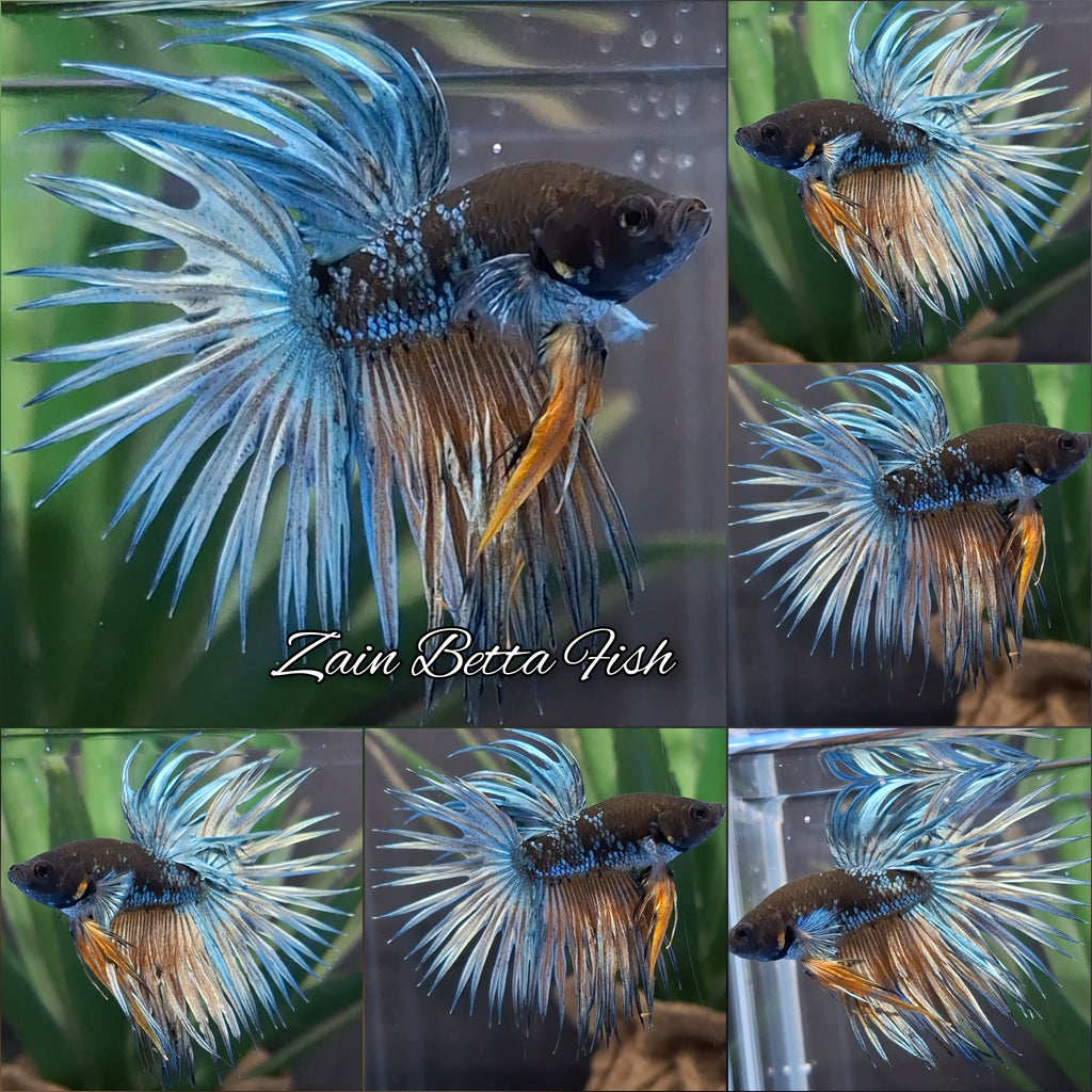 Crowntail Avatar Copper Rare Betta Fish Male
