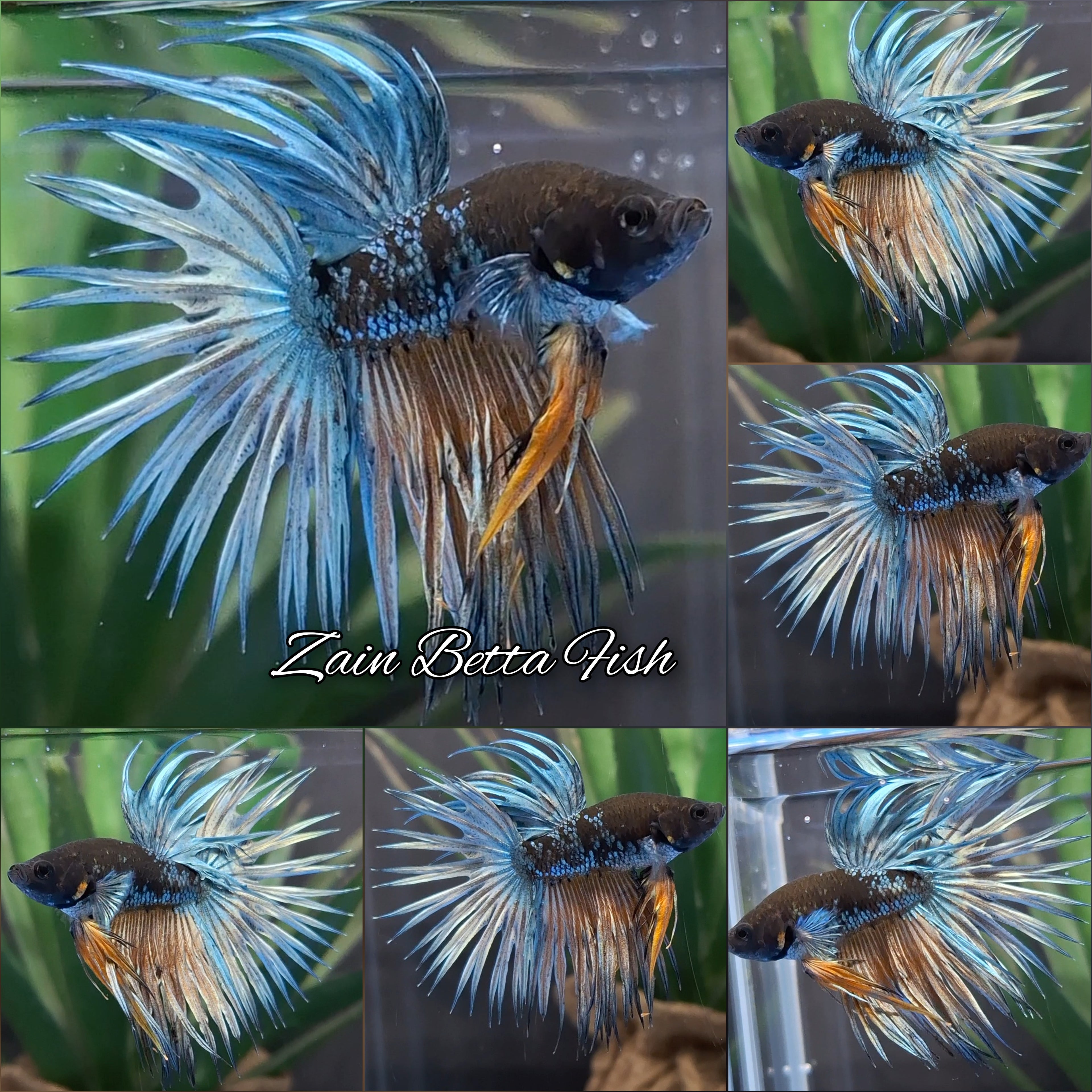 Crowntail Avatar Copper Rare Betta Fish Male