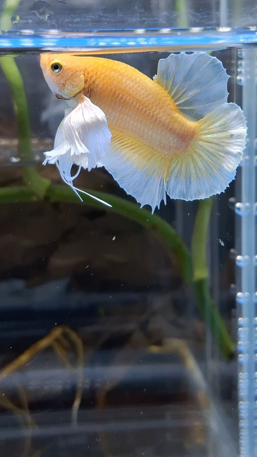 Dumbo Ear Soft Gold Plakat HMPK Betta Fish Male