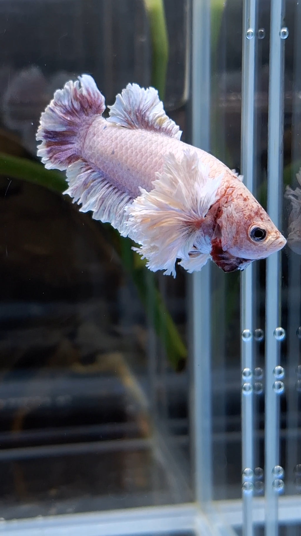 King Feathertail Rose Dumbo Ear Purple Pink Female Rare Betta Fish For Sorority / Breed