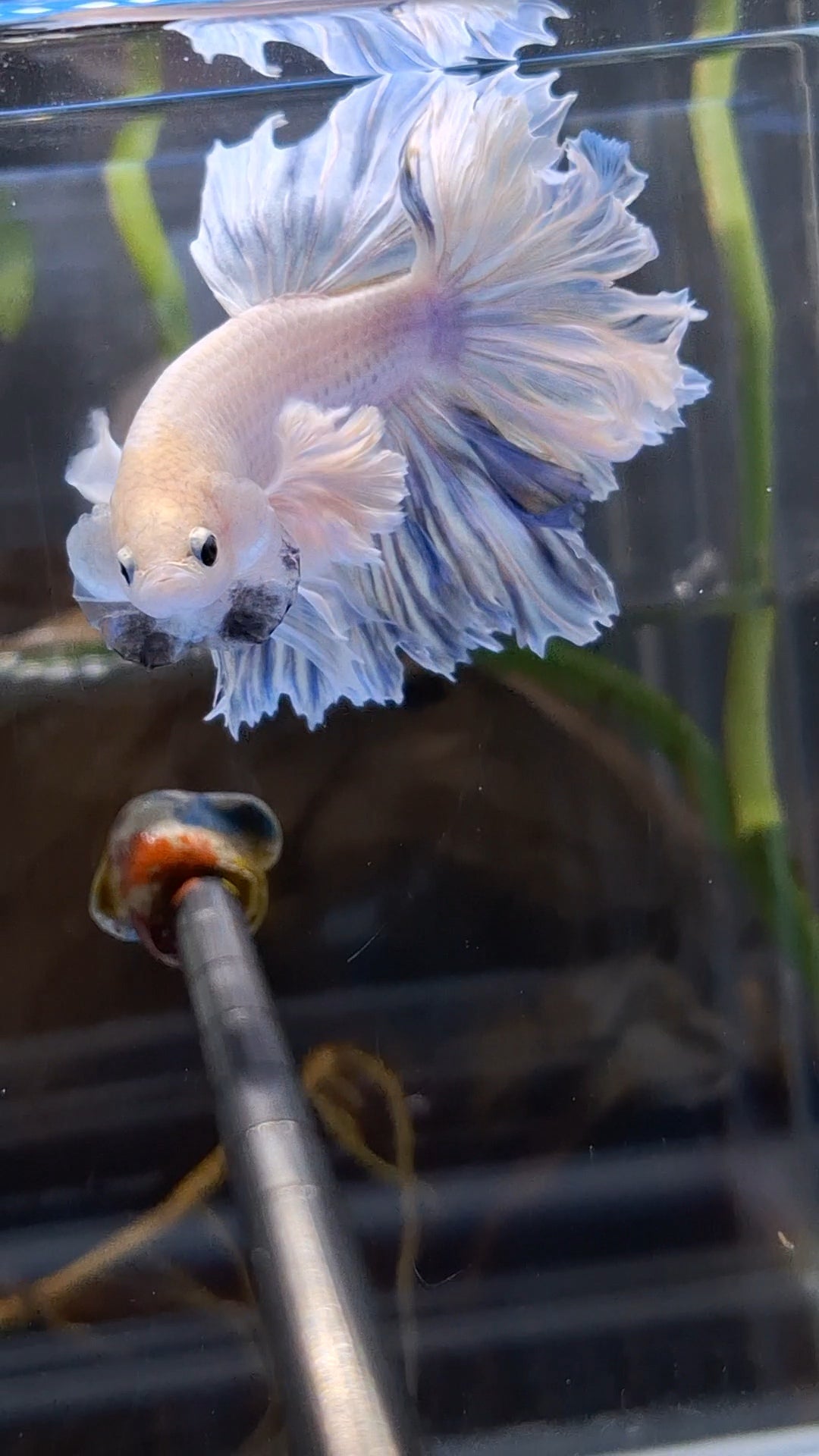 King Feathertail Halfmoon Rose Dumbo Ear Premium Rare Betta Fish Male