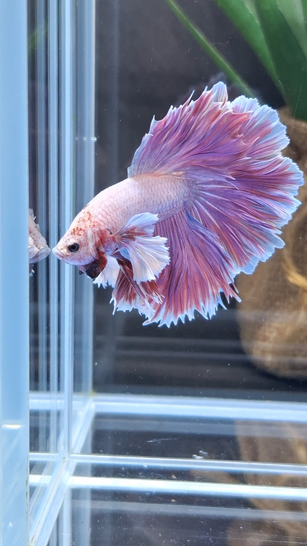 Halfmoon Rosetail Dumbo Ear Purple Betta Fish Male
