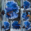 Feathertail Dumbo Rose Ear Blue Butterfly Betta Fish Male