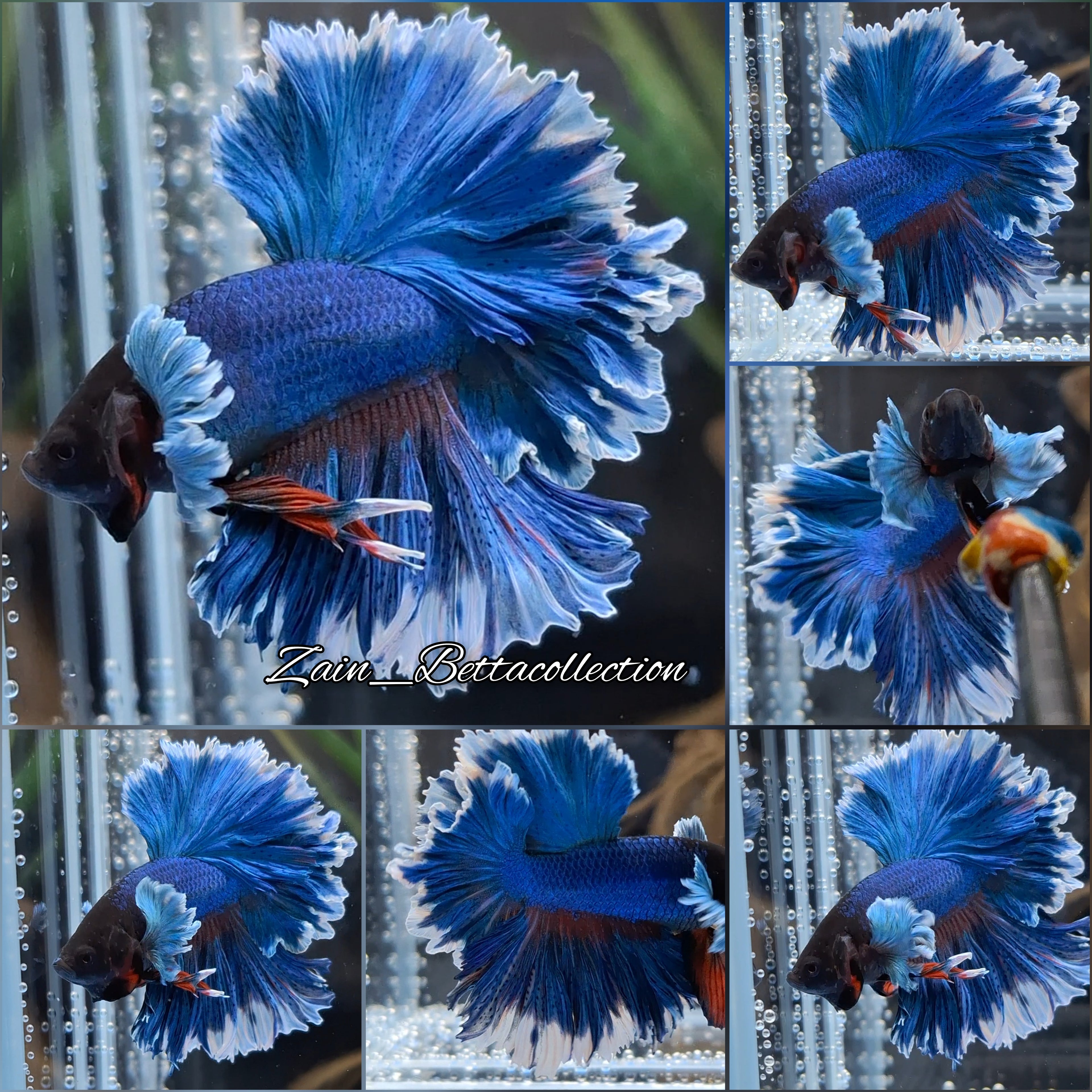 Feathertail Dumbo Rose Ear Blue Butterfly Betta Fish Male