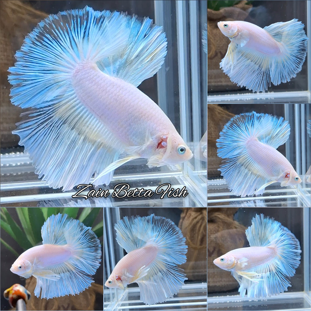 Halfmoon White Unicorn Betta Fish Male