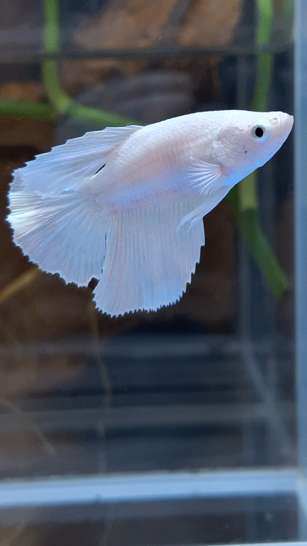 Halfmoon White Platinum Female Betta Fish For Sorority / Breed
