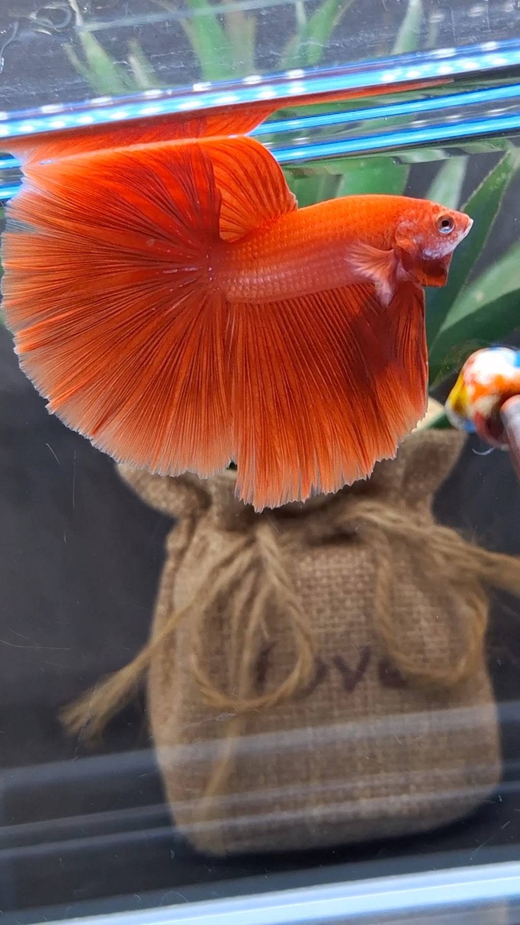 Over Halfmoon Red Solid Premium Betta Fish Male