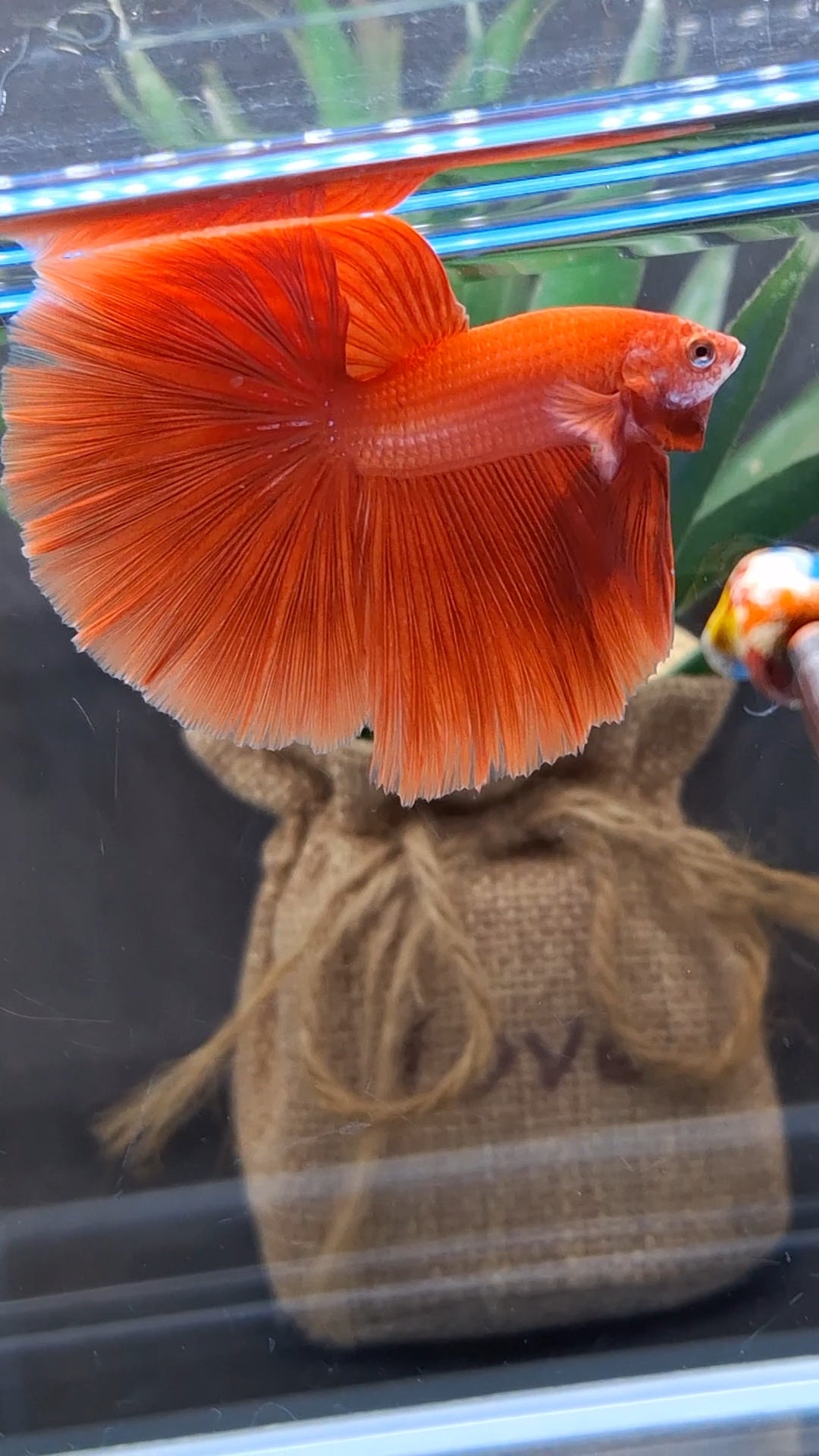 Over Halfmoon Red Solid Premium Betta Fish Male