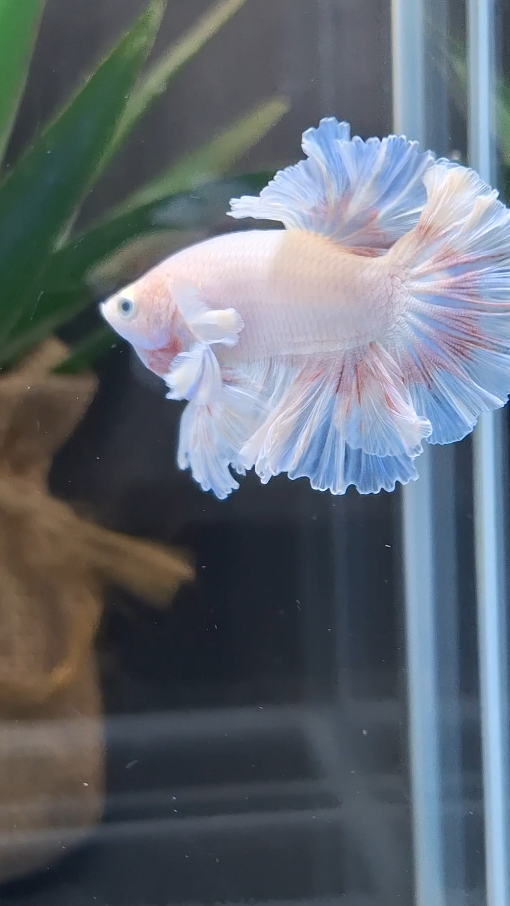King Feathertail Pink Butterfly Dumbo Ear Junior Rose Ear Betta Fish Male