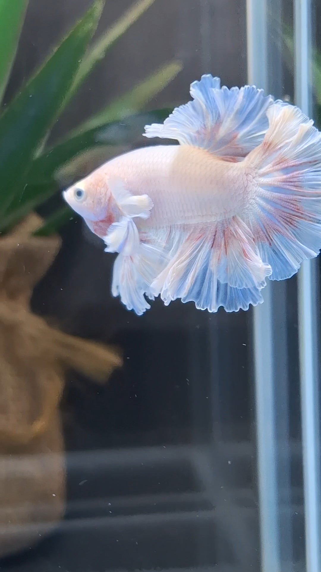 King Feathertail Pink Butterfly Dumbo Ear Junior Rose Ear Betta Fish Male