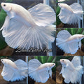 Halfmoon white Platinum Betta Fish Male