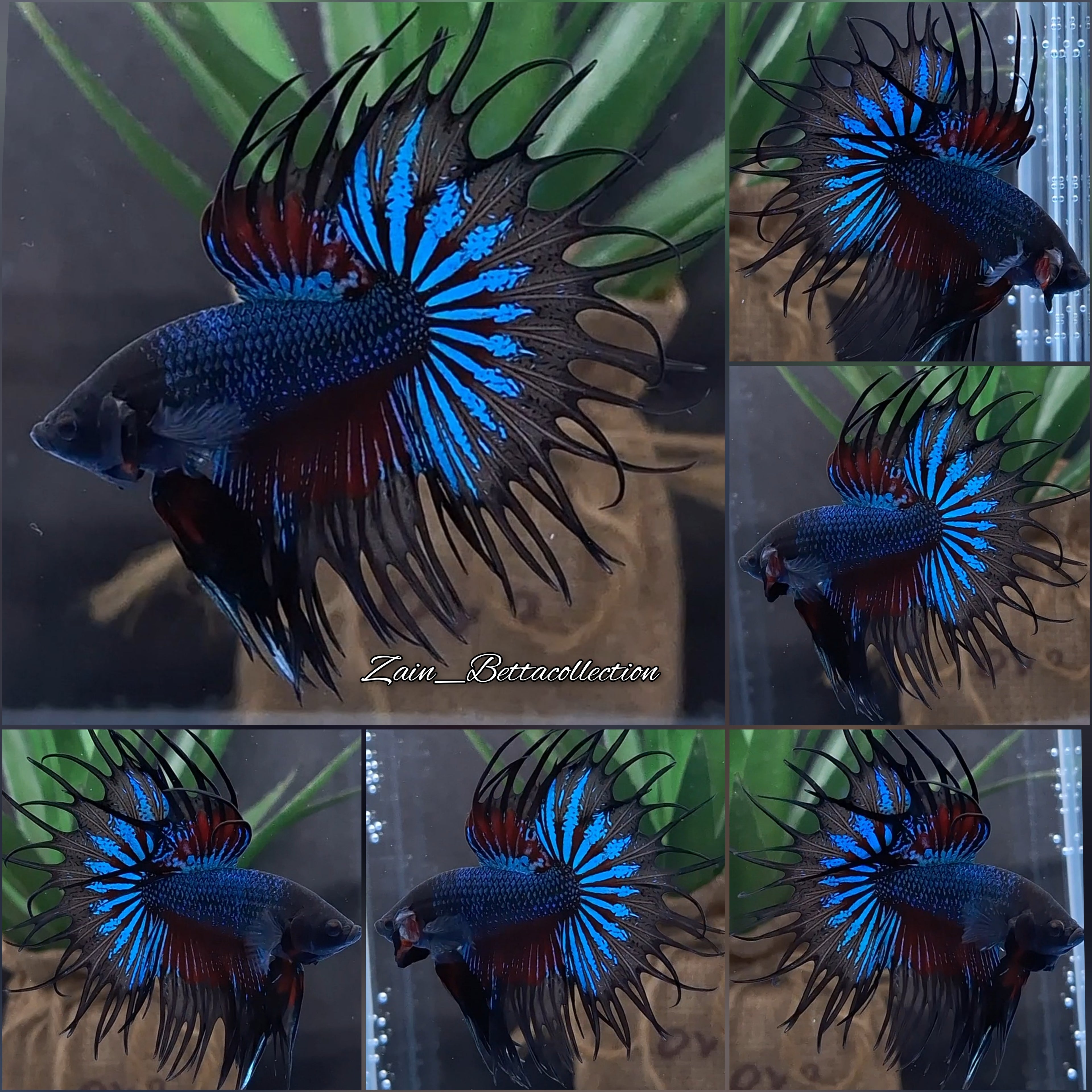 King Crowntail Betta Fish Male
