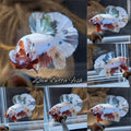 Candy Koi Copper HMPK Betta Fish Male