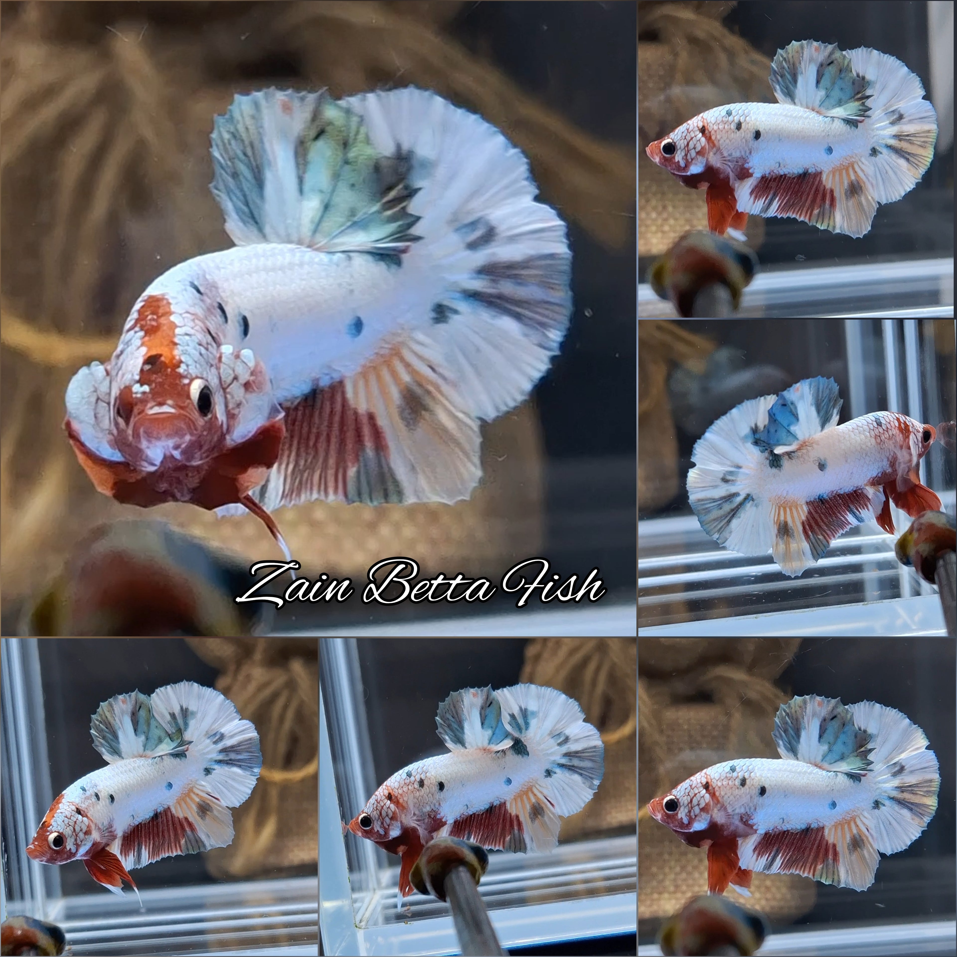 Candy Koi Copper HMPK Betta Fish Male