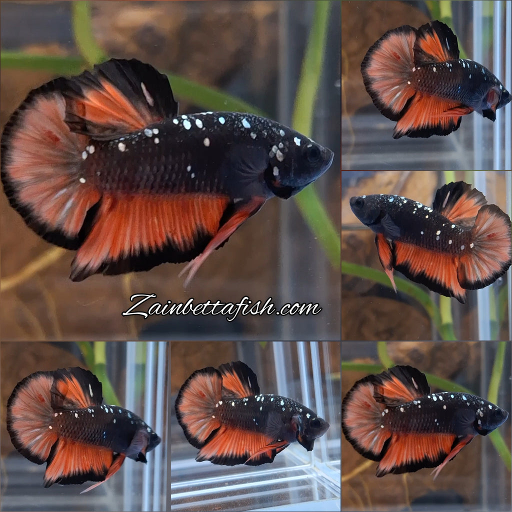 Avatar Nemo Copper Gold Black Variation Plakat HMPK Betta Fish Male