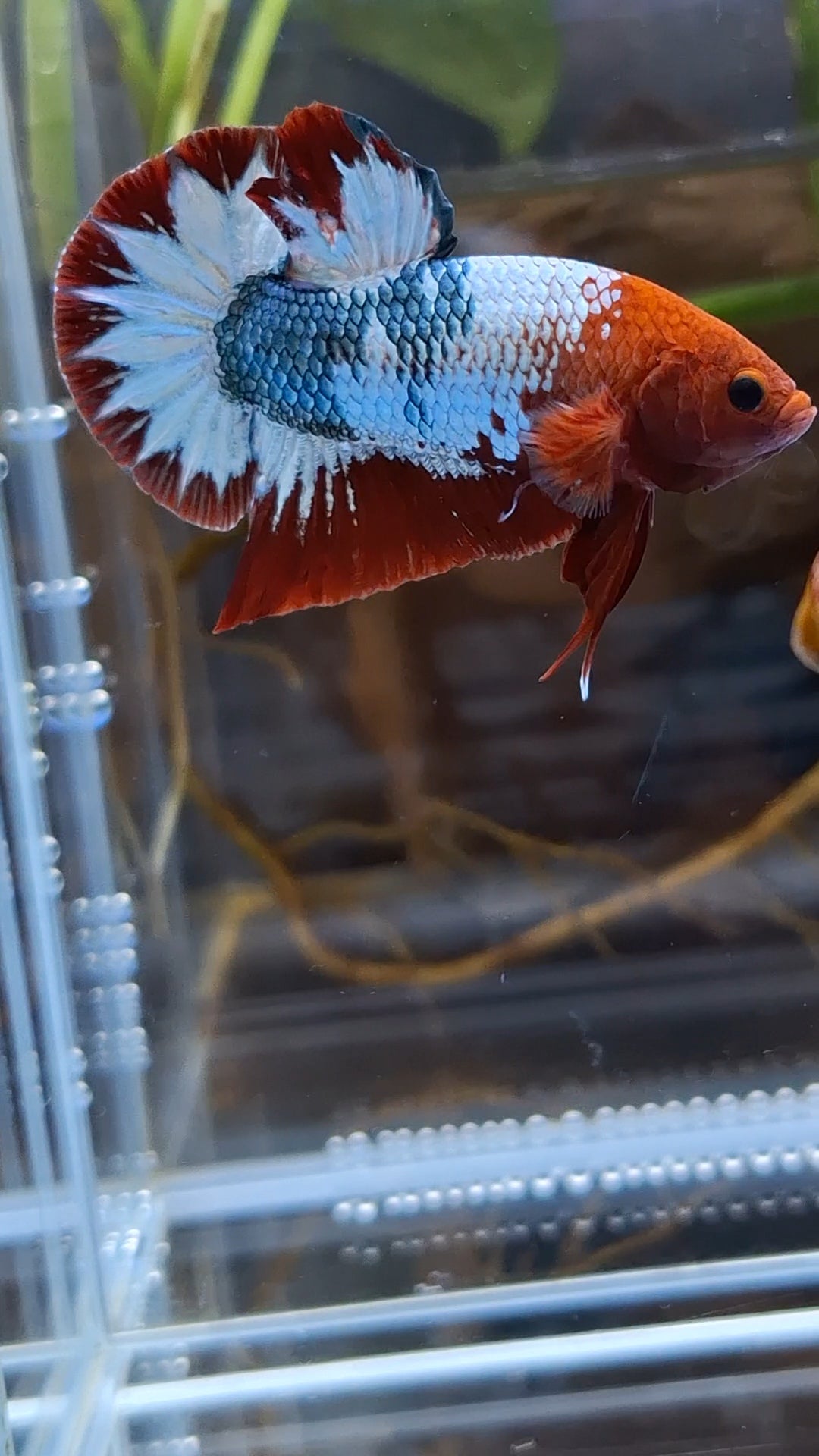Red Fancy Army FCCP Startail Large Size HMPK Plakat Betta Fish Male