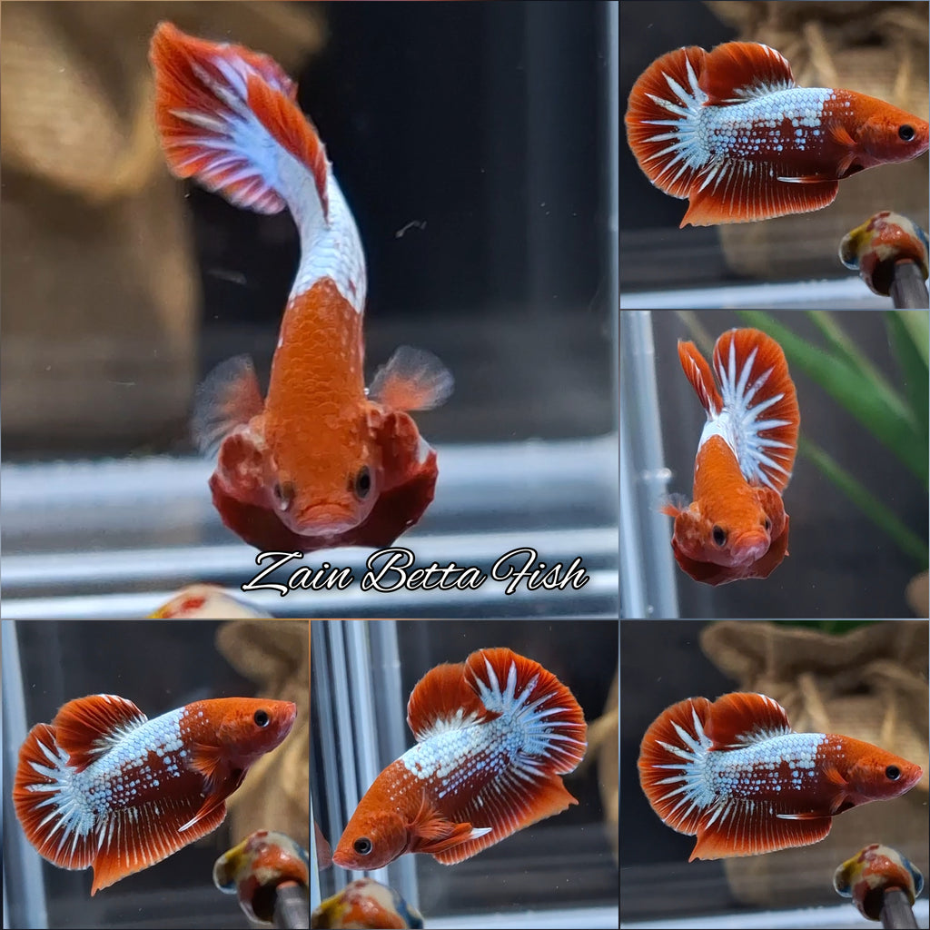 Red Fancy Copper FCCP Startail Plakat HMPK Betta Fish Male