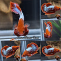 Red Fancy Copper FCCP Startail Plakat HMPK Betta Fish Male