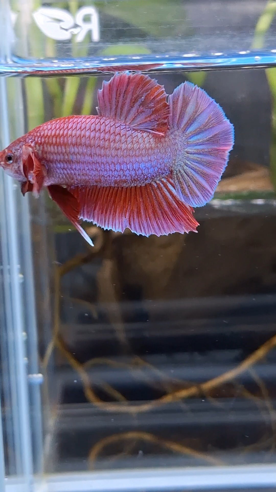 Purple Pink Aurora Rare Plakat HMPK Betta Fish Male
