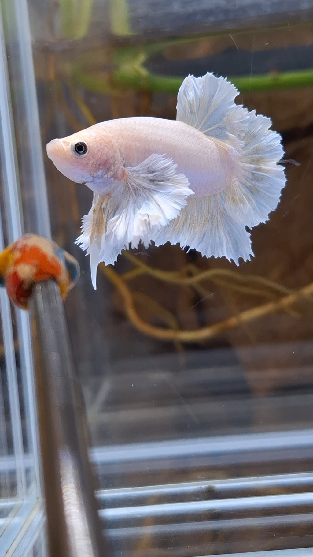 Premium Super Dumbo Ear Rose Rare Betta Fish Male