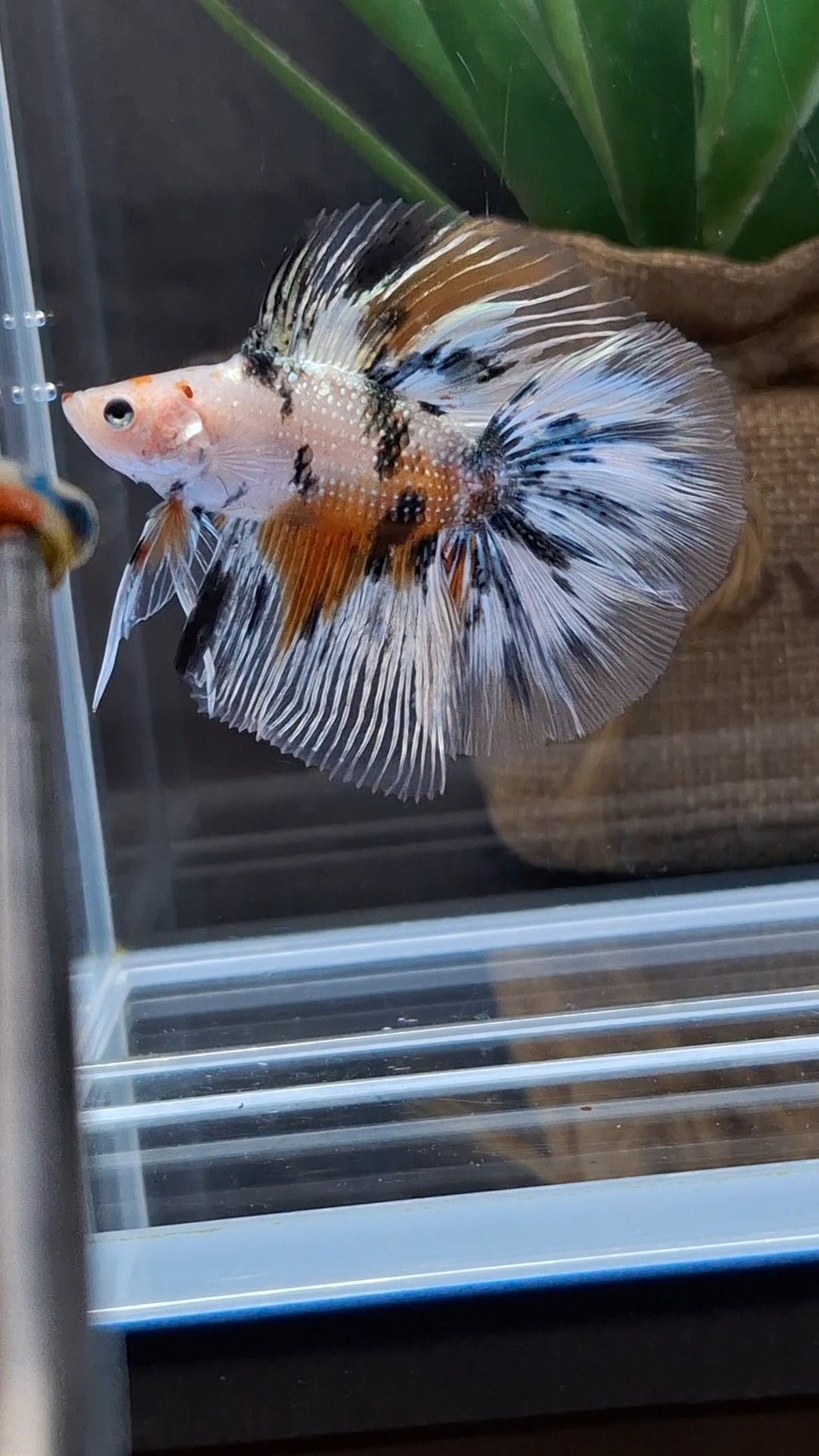 Halfmoon Double Tail Candy Copper Premium Betta Fish Male