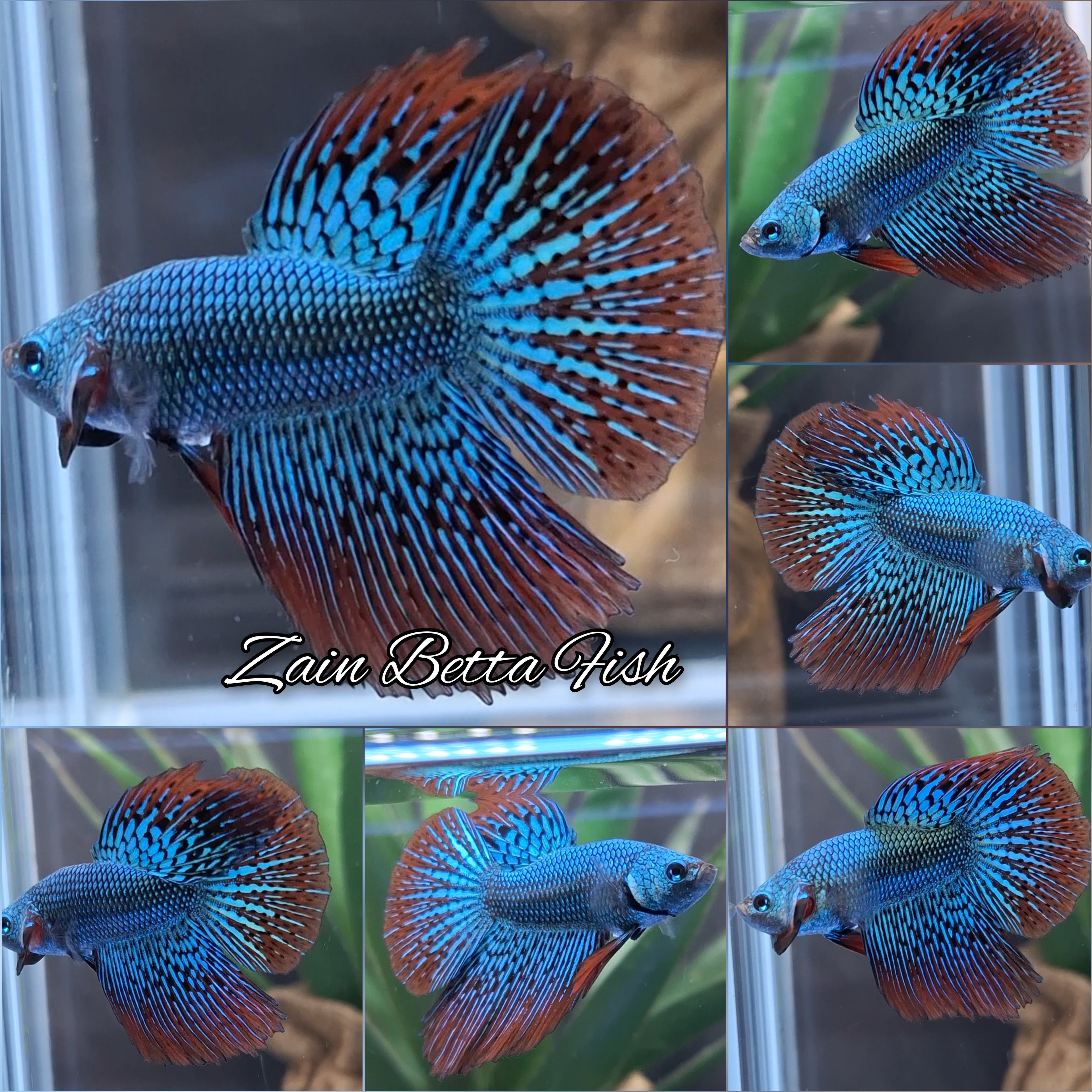 Luxury Halfmoon Alien Green Wild Hybrid Rare Betta Fish Male