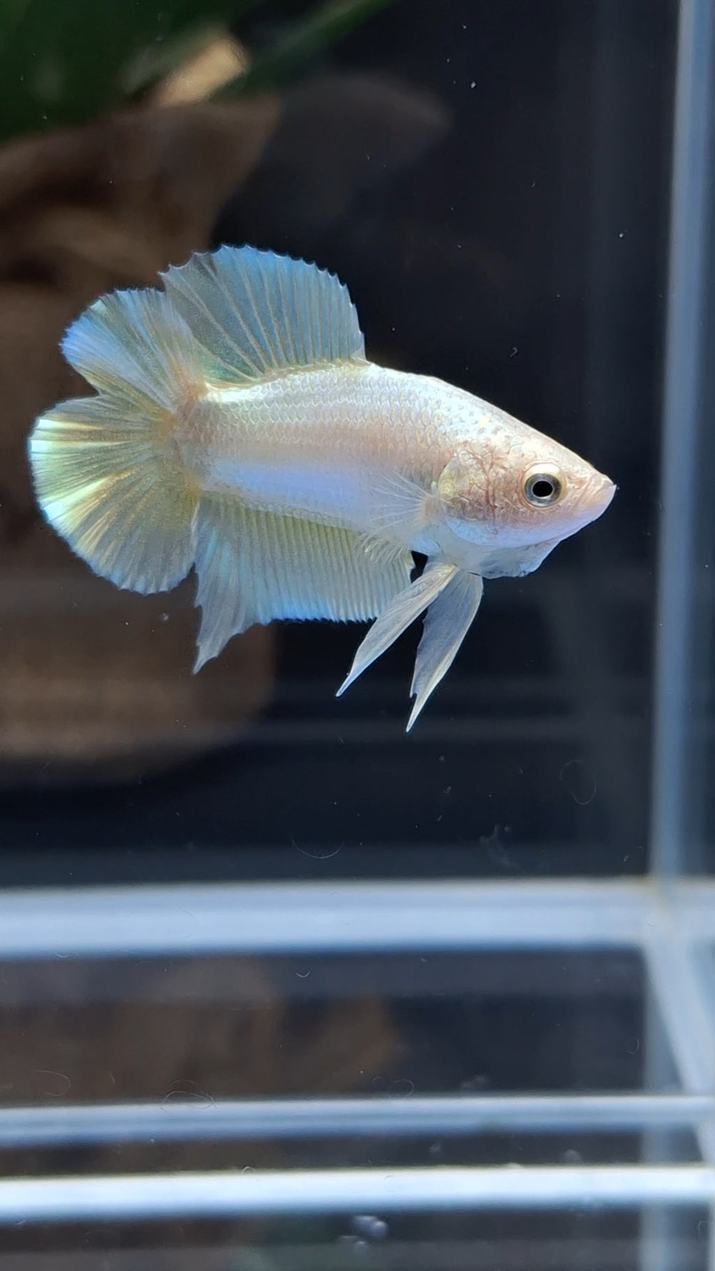 Junior Gold Double Tail Plakat DTPK HMPK Betta Fish Male