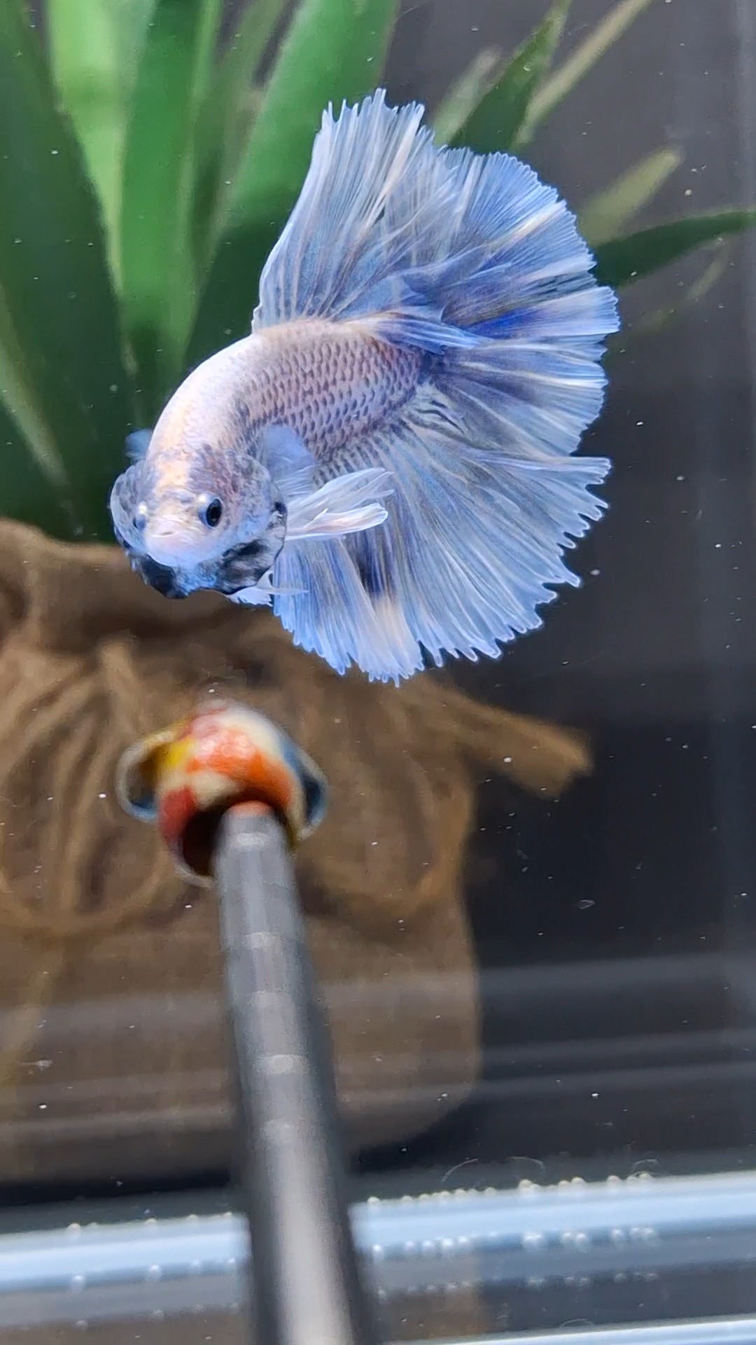 Halfmoon King Feathertail Grizzle Betta Fish Male