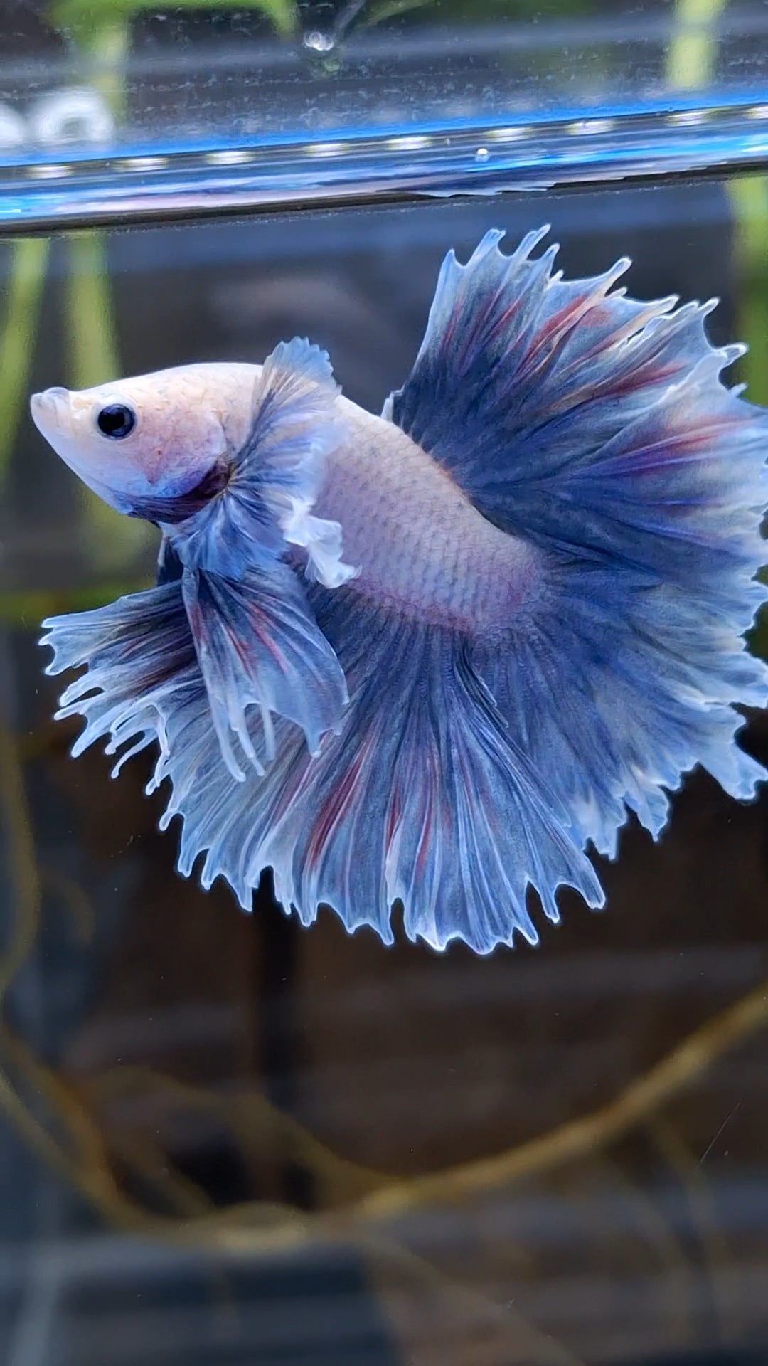 Halfmoon King Feathertail Dumbo Ear Rose Grizzle Purple Wash Betta Fish Male