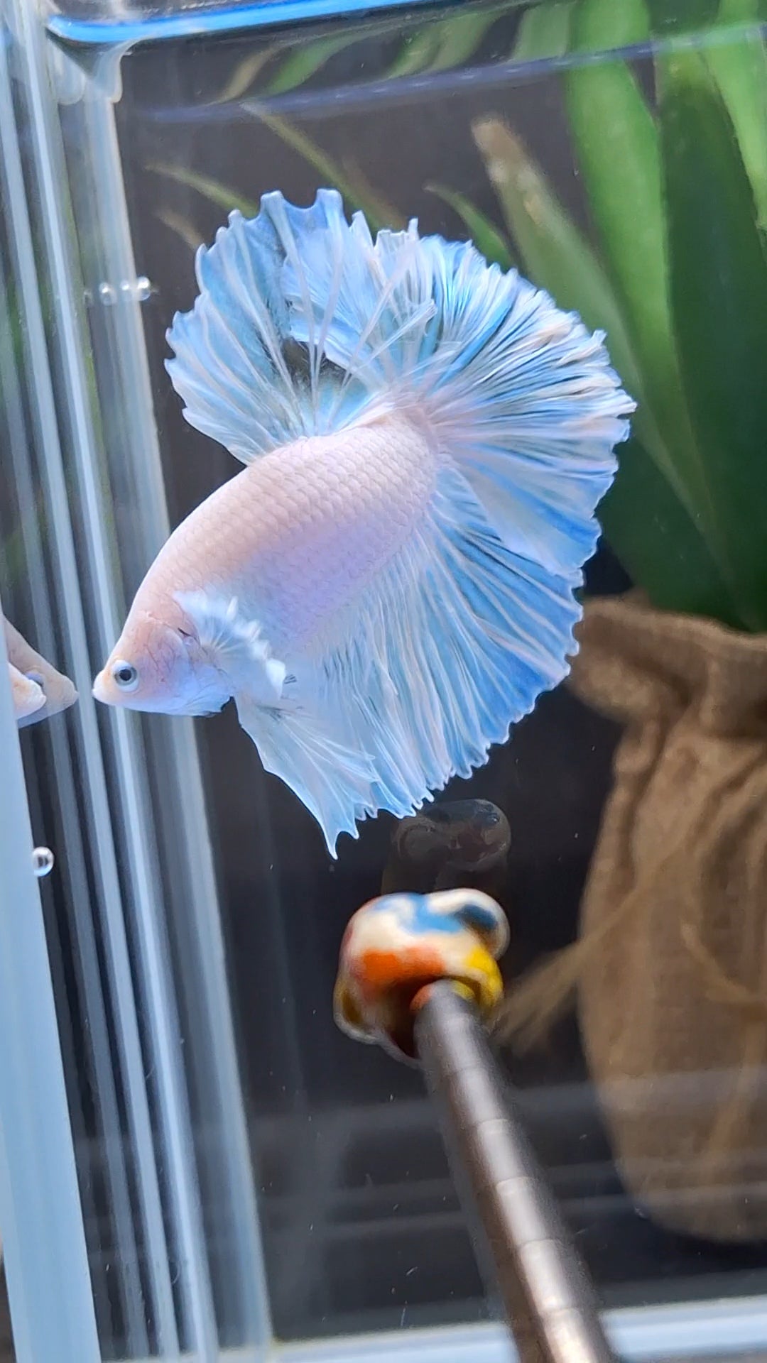 Premium Halfmoon King Feathertail White Unicorn Big Ear Rare Betta Fish Male