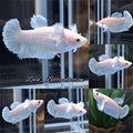 Dumbo Rose Ear Betta Fish Female