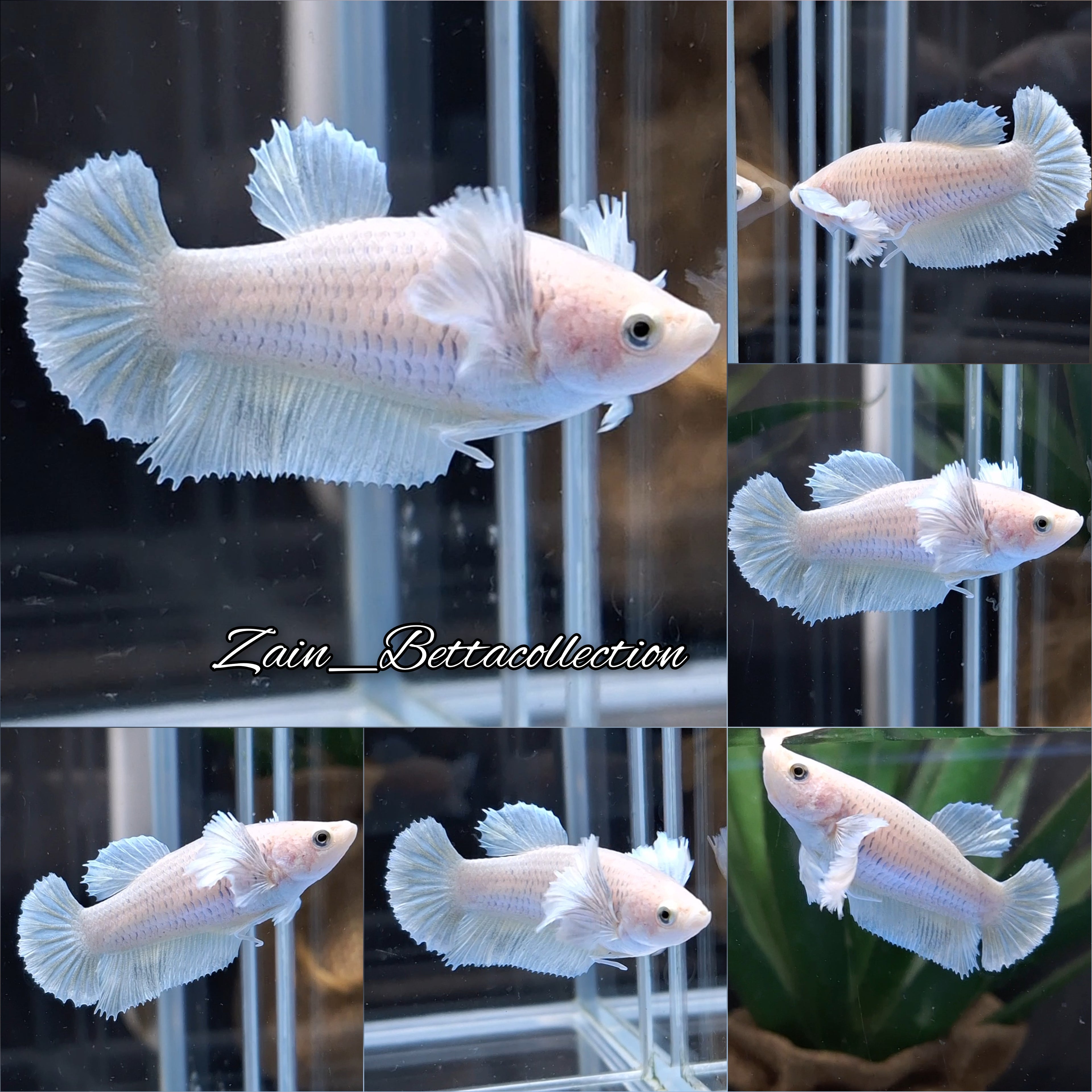 Dumbo Rose Ear Betta Fish Female