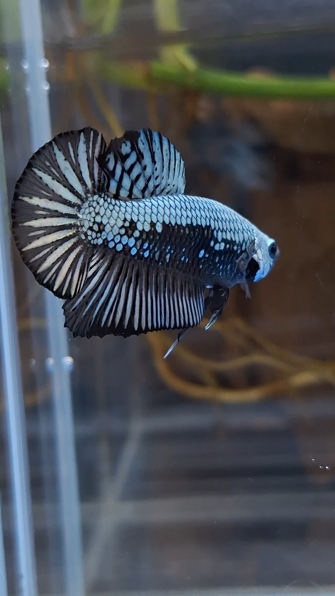 Samurai Plakat HMPK Betta Fish Male