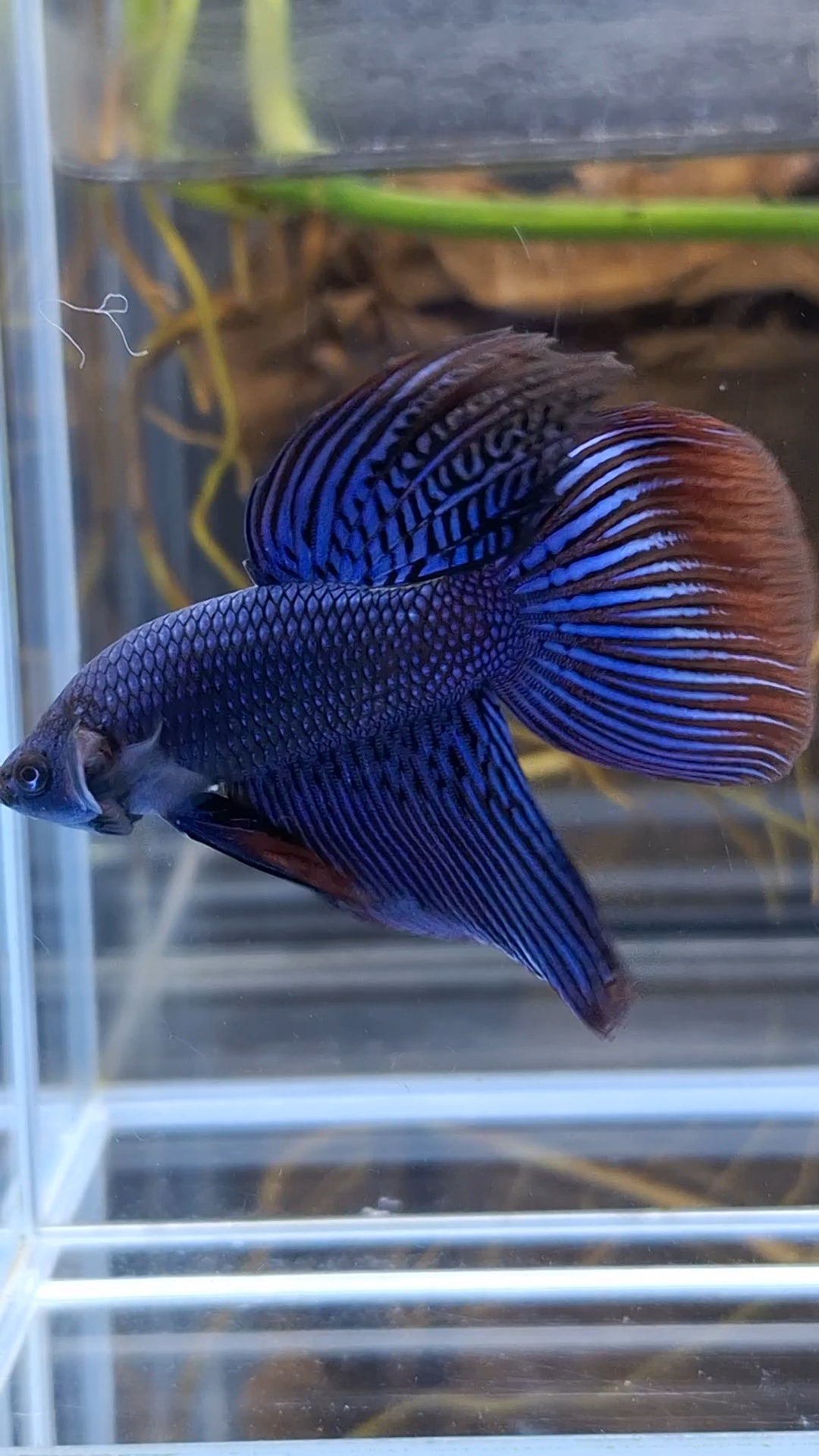 Alien Long Fins Blue Delta Tail Rare Wild Betta Fish Male