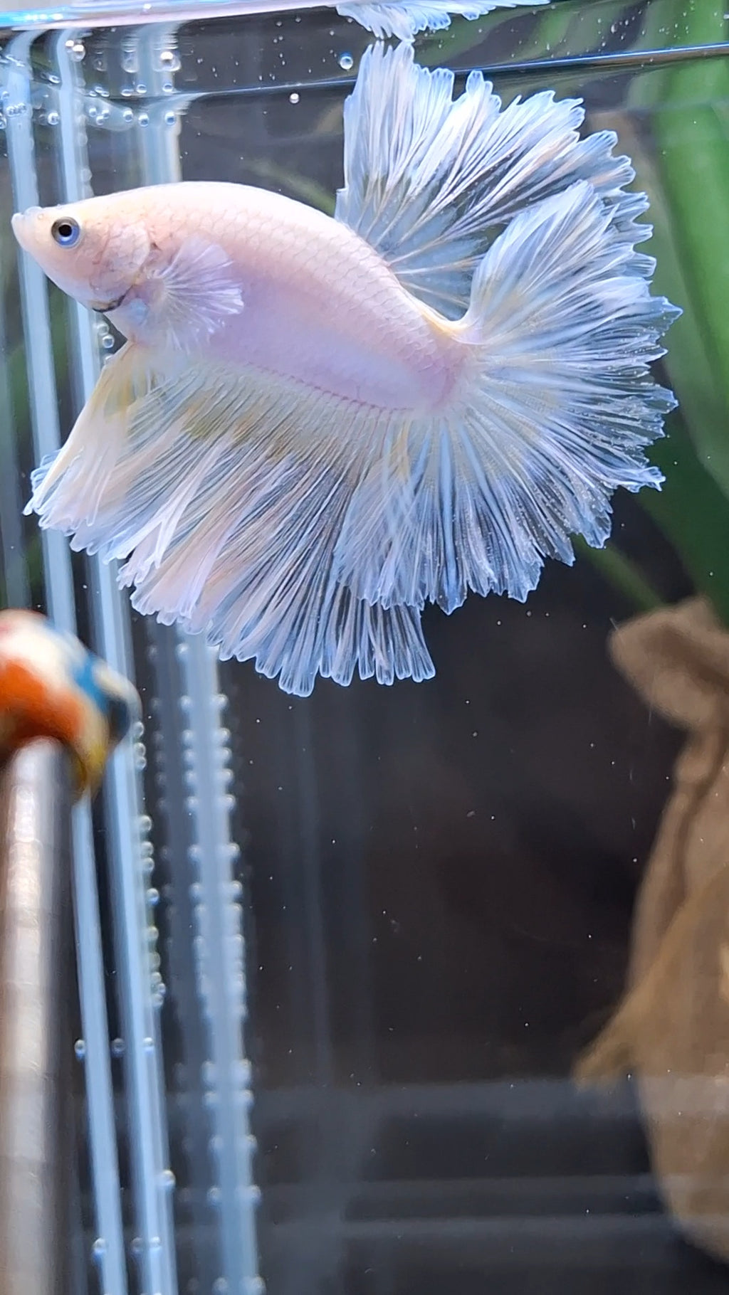 Halfmoon Feathertail Sweet Color Yellow Soft Unicorn Betta Fish Male