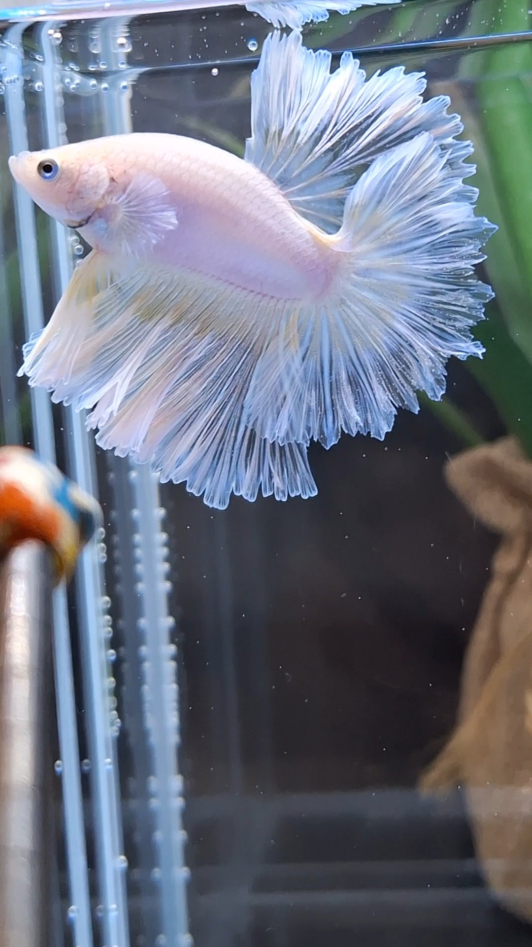Halfmoon Feathertail Sweet Color Yellow Soft Unicorn Betta Fish Male
