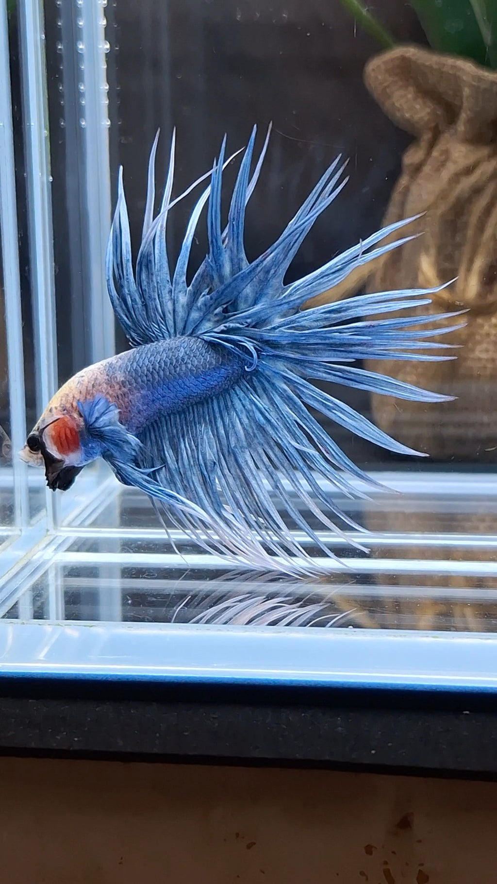 Crowntail Grizzle Betta Fish Male