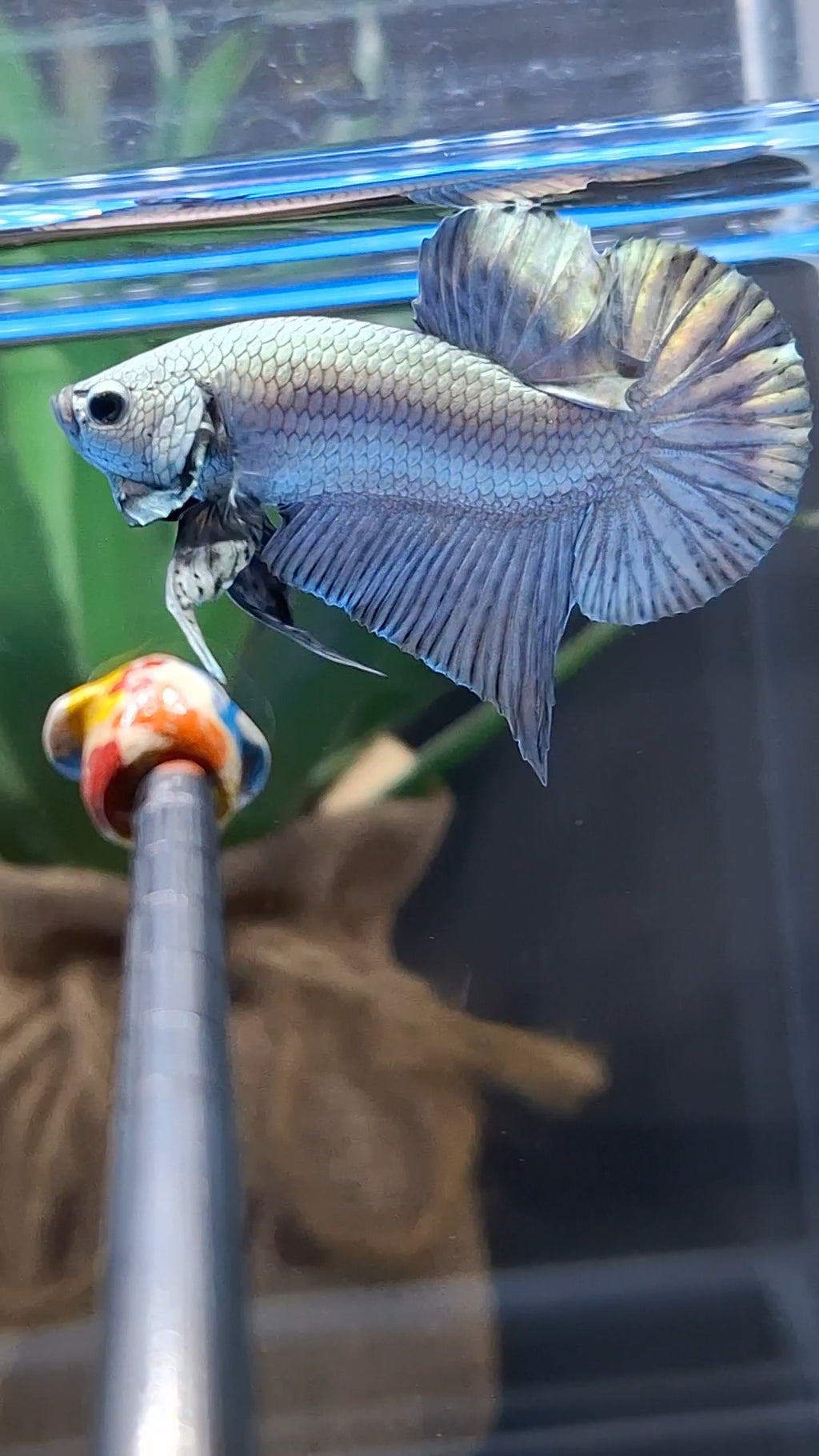 Copper Solid Premium Plakat HMPK Betta Fish