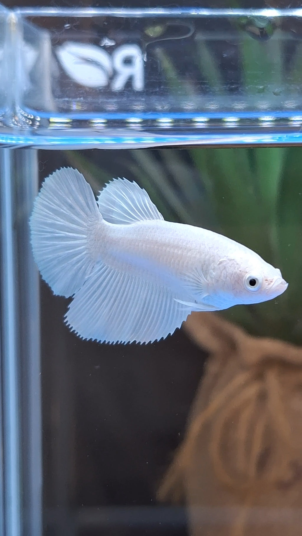 Halfmoon White Platinum Female Betta Fish For Sorority and Breed