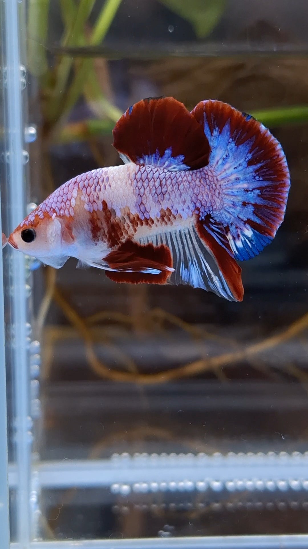 Purple Unique Color AOC Rare Plakat HMPK Betta Fish Male